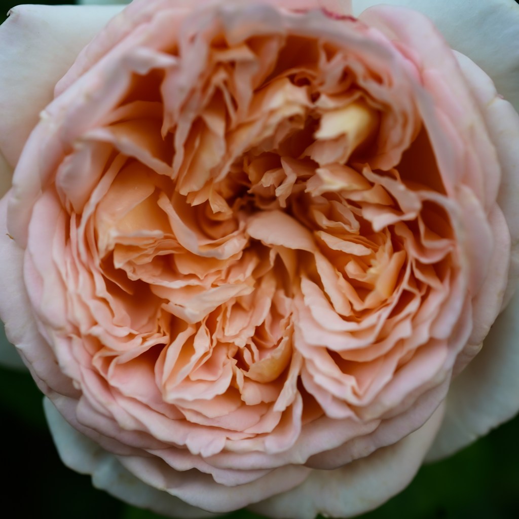 The Twelve Points of your Life’s&nbsp;Work