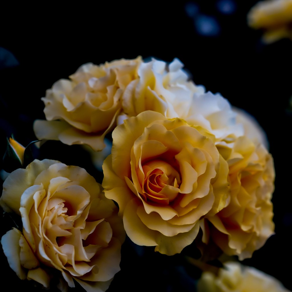 We Make our own&nbsp;Light