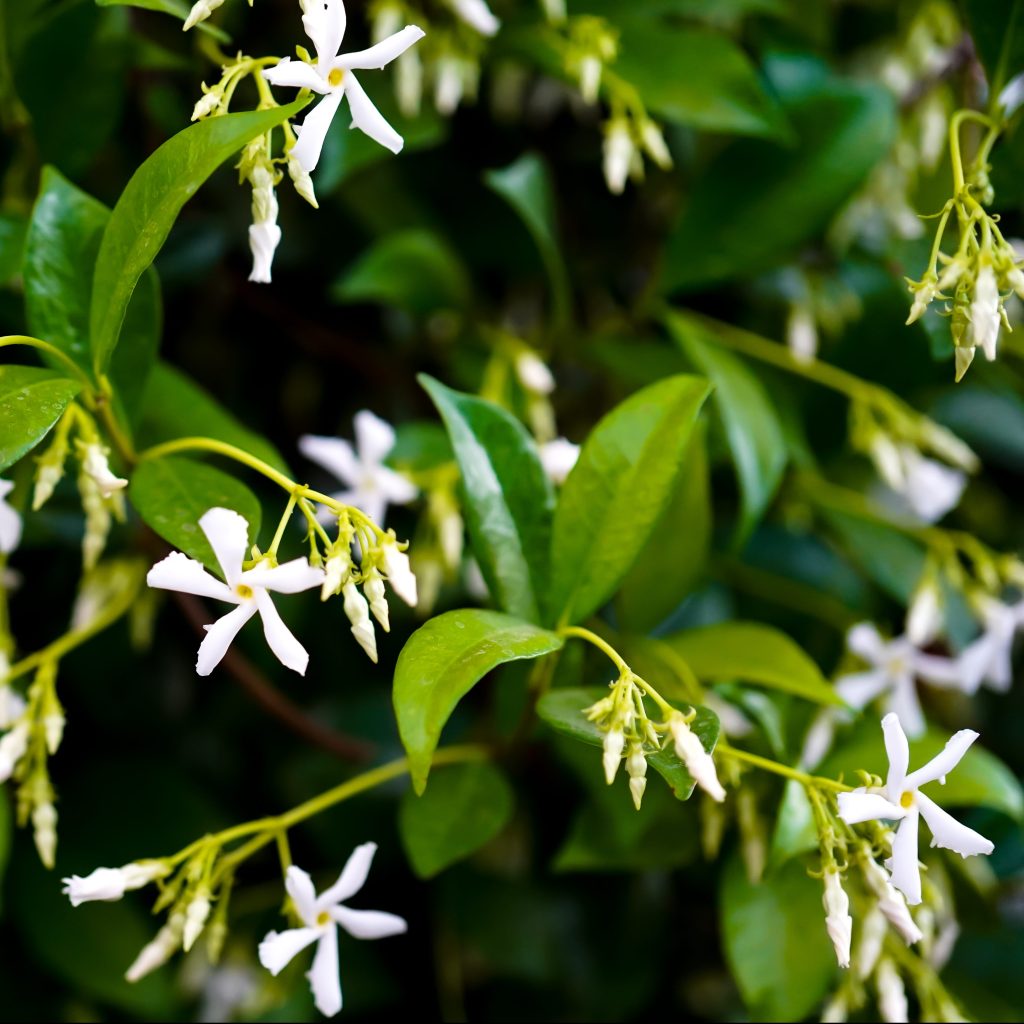 Love the Tree but Hate the&nbsp;Fruit