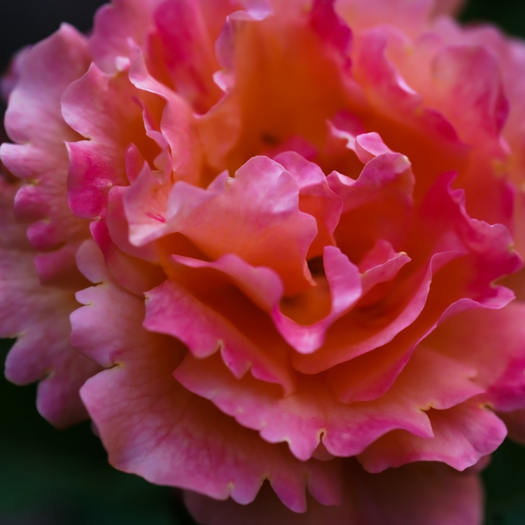 The Way of&nbsp;Abundance