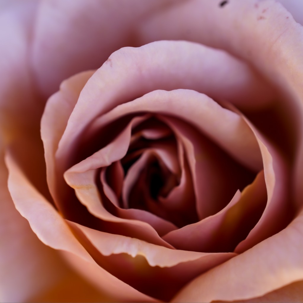 We are the&nbsp;Roses